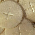 Corpus Christi